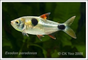 Tetra exodon — 3.6